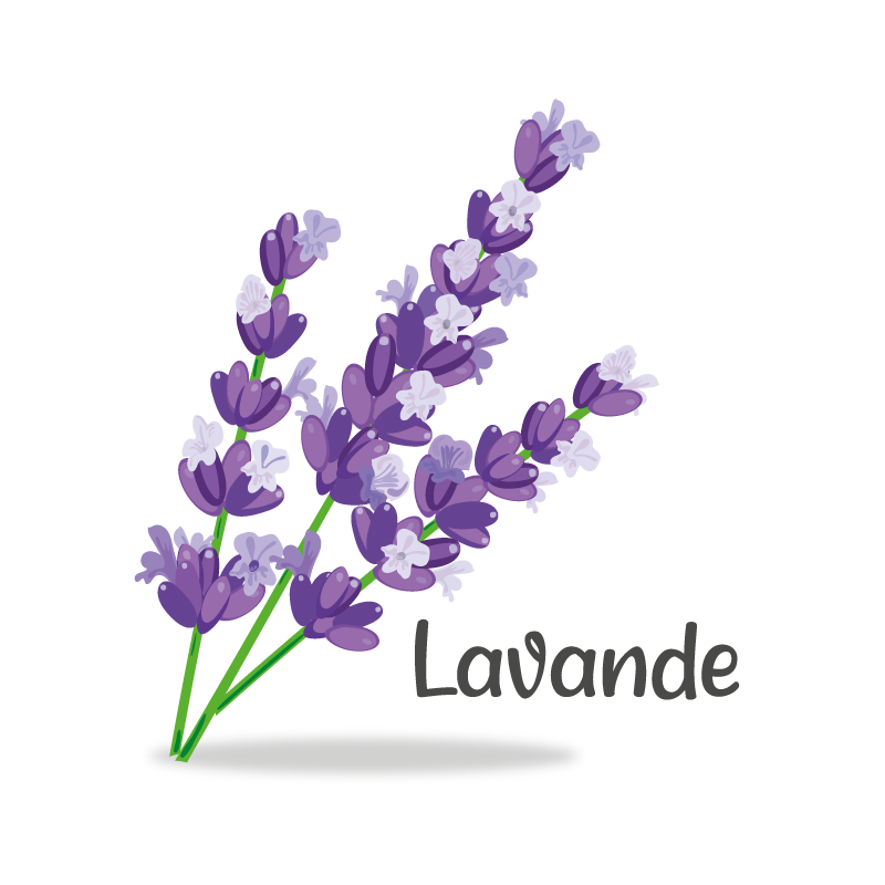 Lavande_800px