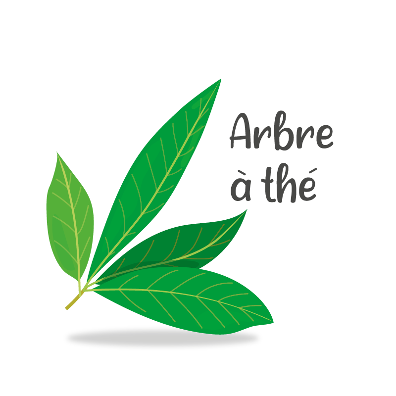 Aromathérapie : Arbre à thé